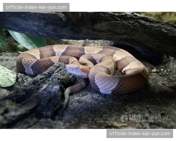 因斯布鲁克铜斑蛇球场惊现鳄鱼，比赛暂停十分钟后安全人员将其驱离